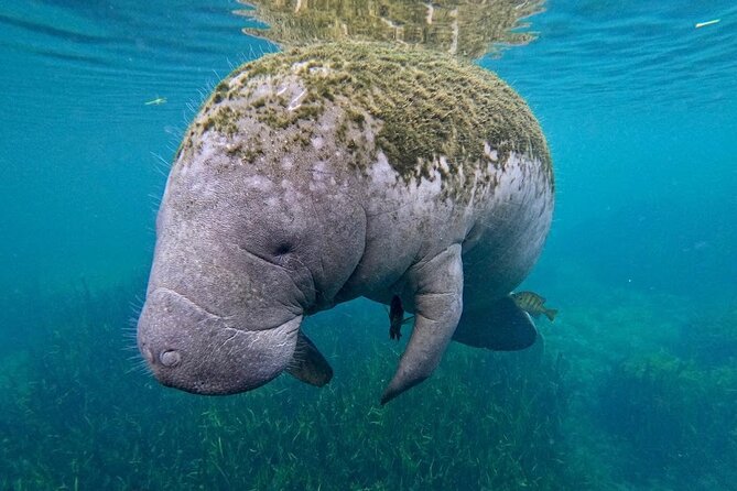 3-Hour Small Group All-Inclusive Manatee Swim With Photo Package - Wildlife Interaction