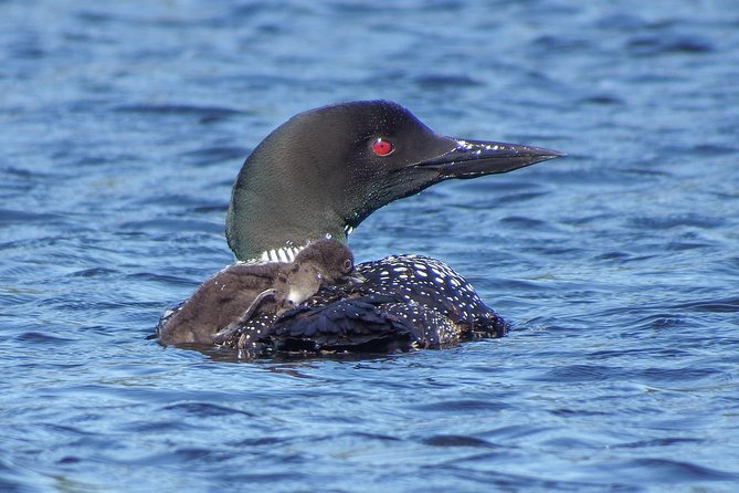 3 Hour VIP Electric Canoe Photography Tour (Private, Price Is for 2 People) - Private Tour