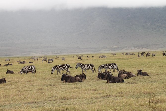 3DAYS Safari to Tarangire Ngorongoro and Manyara Lodge Safari - Professional Safari Guide and Vehicle