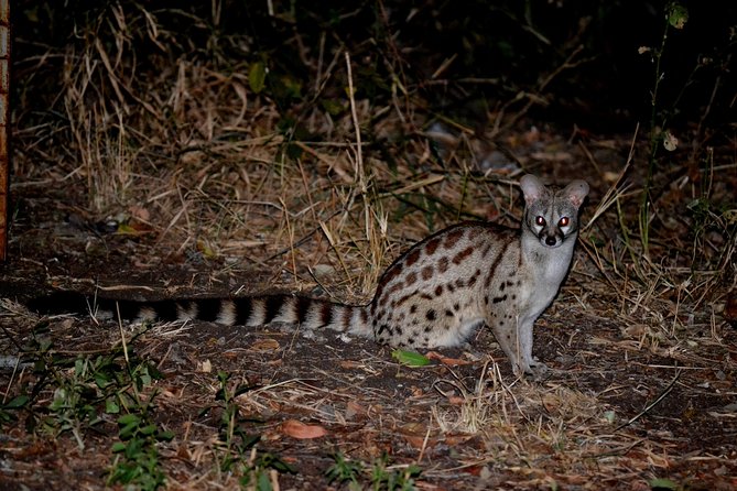 4-Day Kruger National Park Safari From Johannesburg - Important Considerations