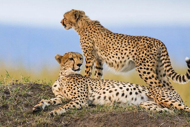 4-Day Small-Group Safari in Tarangire, Ngorongoro and Serengeti - Group Size and Experience