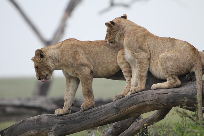 4 Days Game Drives Safari Tarangire, Serengeti and Ngorongoro Crater - Private Transportation