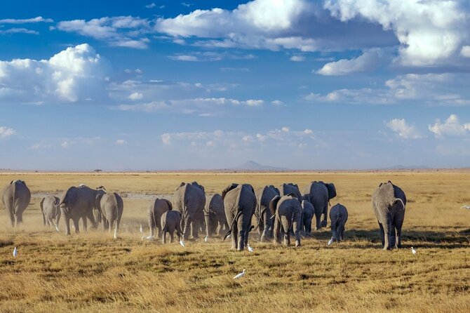 4 Days Kenyan Wildlife Safari - Reviews and Pricing