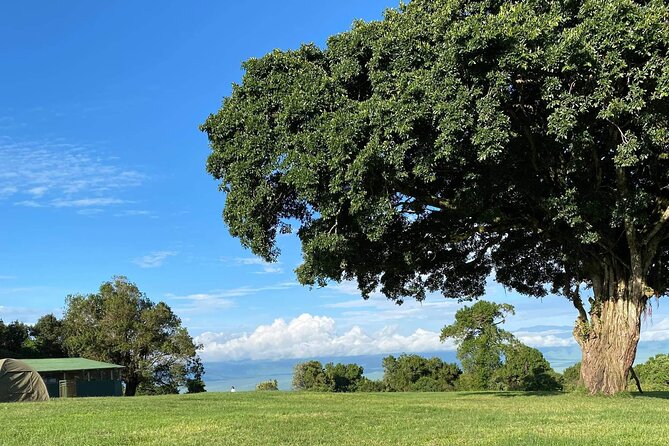 4 Days Safari Tour Tanzania - Wildlife Sighting