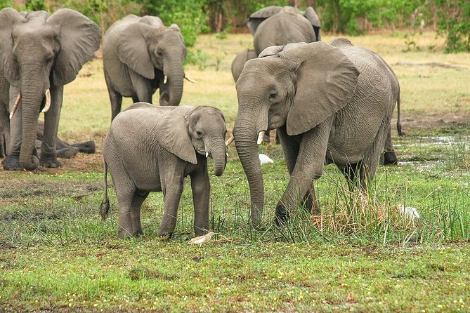 4 Days Tarangire, Serengeti & Ngorongoro Crater Joining Group Safari Tour - Group Size and Accessibility