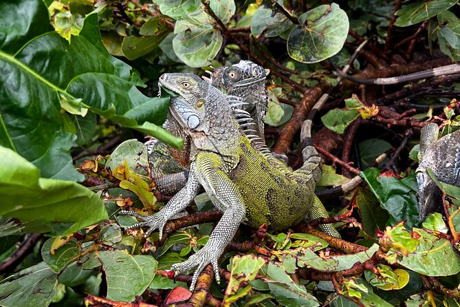 4-Hour Guided ATV/QUAD Tour of Sint Maarten/St. Martin - Maximum Group Size and Weight