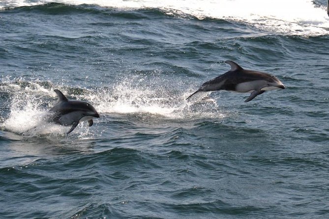 4 Hour Morning Whale Watching Tour - Salish Sea Discovery