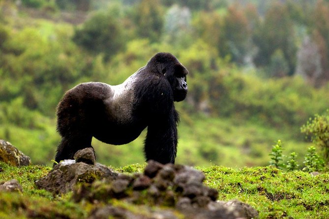 5 Days Gorilla & Wildlife Safari in Uganda - Additional Details