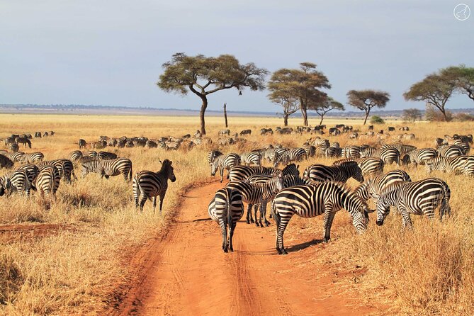 5 Days Private Tarangire, Serengeti, Ngorongoro, Manyara Safaris - Pickup and Start Time