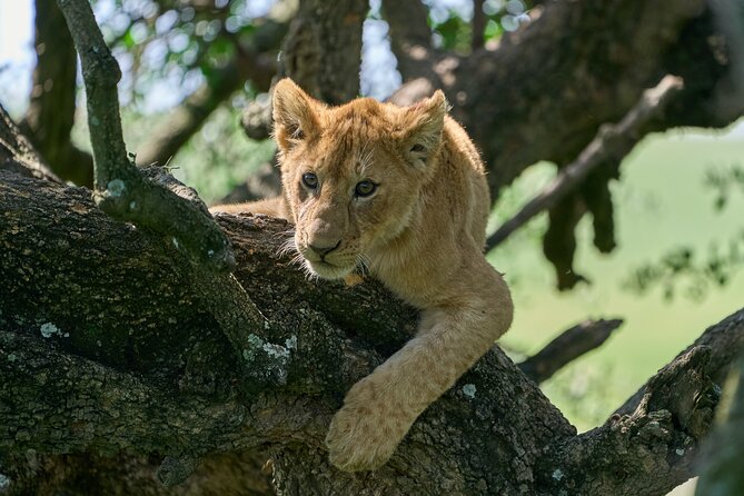 5 Days Safari Northern Circuit Of Tanzania - Safety and Considerations