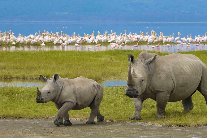 5 Days Tarangire,Serengeti,Ngorongoro&Manyara Camping Safari Tour Tanzania - Observing Animals in Serengeti