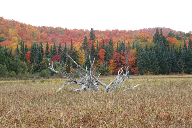 6-Day Algonquin Explorer Canoe Trip - Native Wildlife Sightings