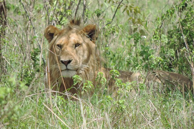 6 Days Masai Mara-Lake Nakuru & Amboseli Budget Safari - Accessibility and Participation