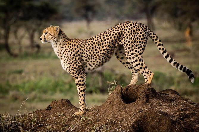 6 Days Safari - Visit; Masai Mara, Lake Nakuru & Amboseli - Inclusions and Pickup