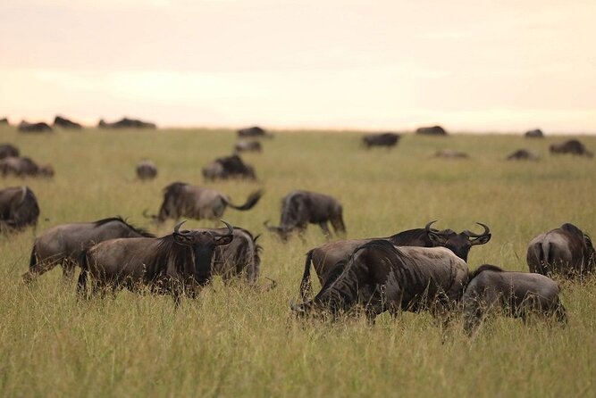 6 Days Tanzania Private Safari From Arusha - Ngorongoro Crater