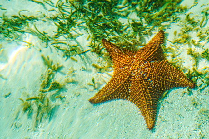 6 Hour Private Saona Island Tour With Snorkeling - Additional Information