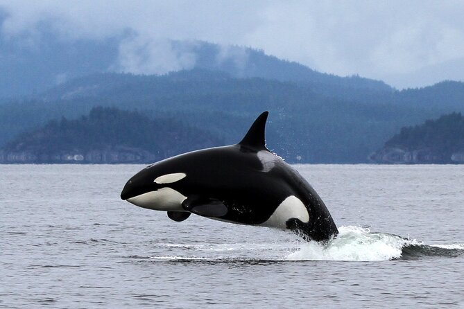 6 Hour Whale Watching Tour With Lunch Included - Preparing for the Tour