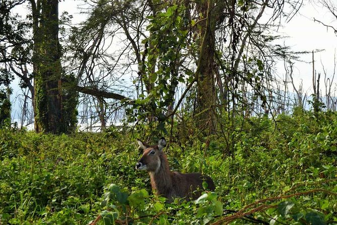 7 Days Maasai Mara - Lake Nakuru - Lake Naivasha - Amboseli Safari - Accommodation and Meals