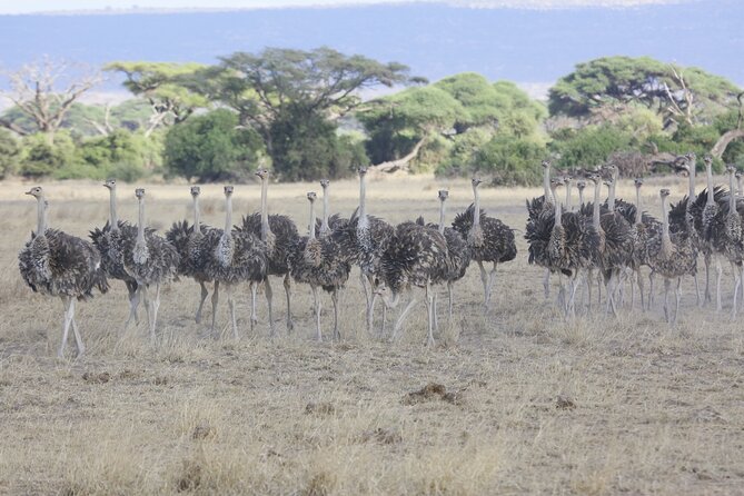 8 Day Masai Mara, Lake Nakuru, Lake Naivasha Amboseli Safari - Booking and Cancellation Policy