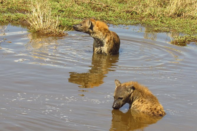 8 Days Amboseli Great Rift Valley Lakes & Masai Mara - Accessibility and Accommodations