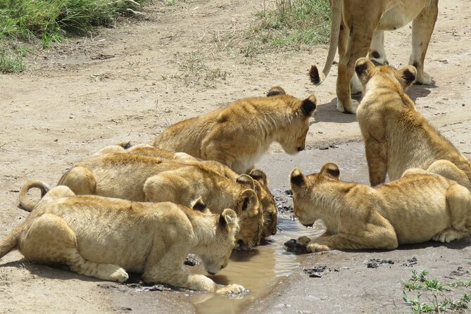 9 Days Safari To See Great Migration Crossing - Schedule and Confirmation