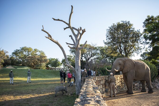 90-minute Elephant Watching Experience in Hoedspruit - Booking and Cancellation