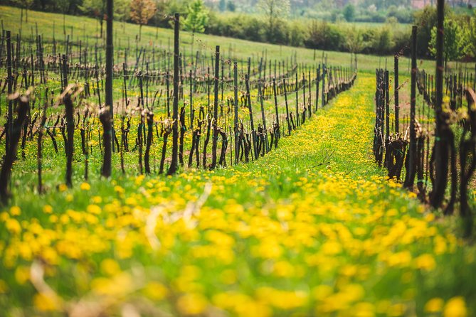 A Delightful Wine Tasting in the Scenic Countryside With Lunch - Medieval Castle Visit