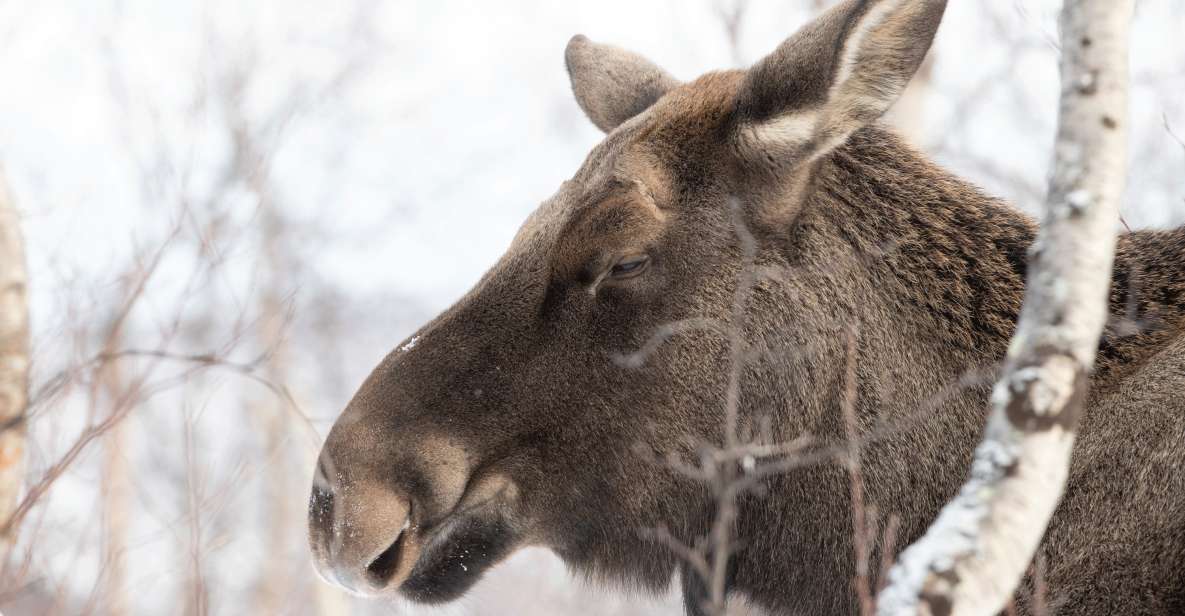 Abisko: Wilderness Snowshoe Hike - Meeting Point and Pickup