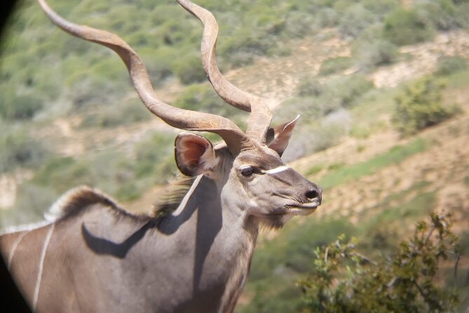 Addo Elephant National Park Full Day Safari - Tour Operator and Cancellation Policy