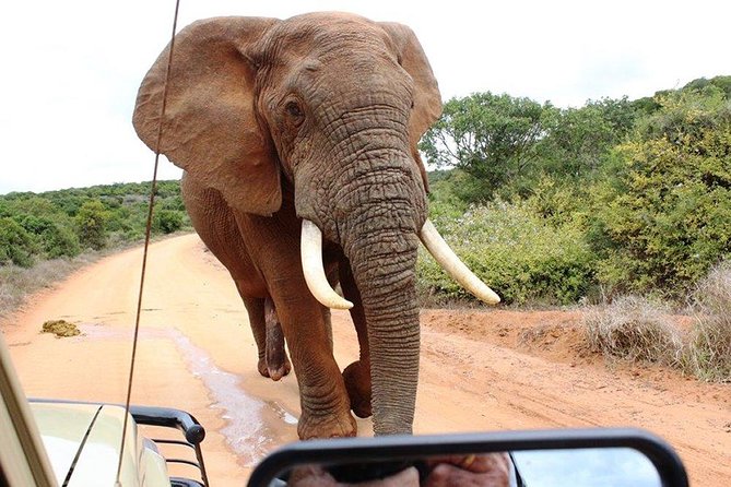 Addo Elephant National Park - HD01 - Personalized Private Safari