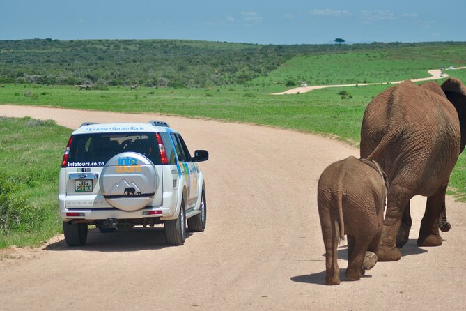 Addo Elephant Park All-Inclusive Day Safari From Port Elizabeth - Knowledgeable Guides