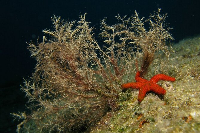 Adventure Dives for Certified Divers in Nea Makri, Athens - Included in the Experience