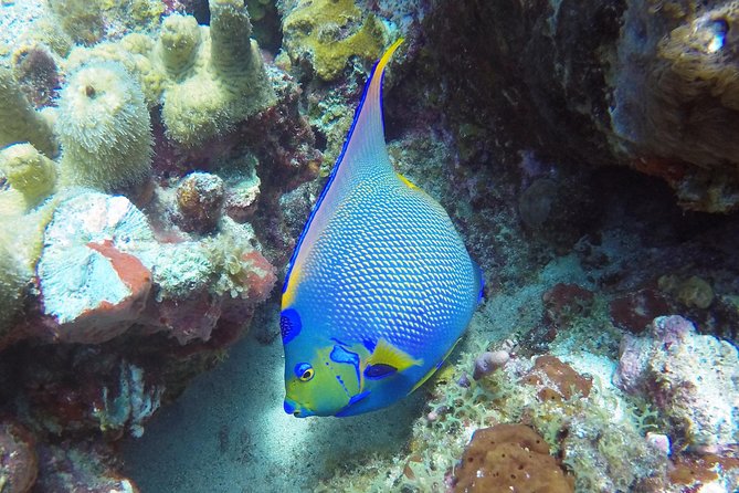 Afternoon Snorkeling Adventure in St Thomas - Additional Information for Cruise Guests