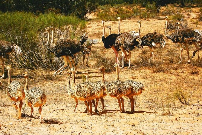 Agadir National Park & 4×4 Jeep Desert Safari Tour With Lunch - Positive Reviews