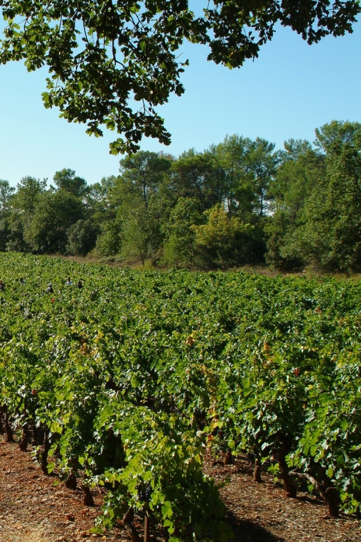 Aix-En-Provence: Half Day Wine Tour in Coteaux D'aix - Expert-Guided Wine Tour