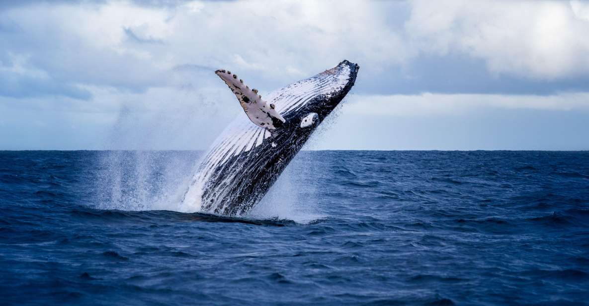 Akureyri: Guided Whale Watching Tour From the City Center - Included Tour Offerings