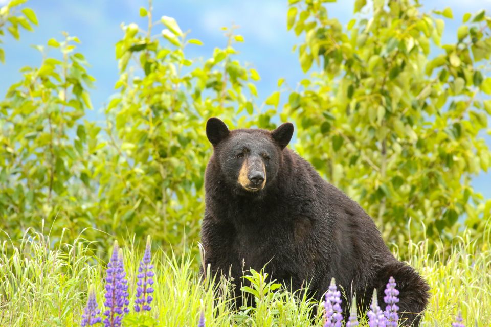 Alaska Wildlife Conservation Center: Admission Ticket - Wildlife Preservation and Education