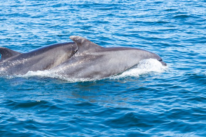 Albufeira: Dolphins and Caves Private Tour - Exploring the Algarve Coastline