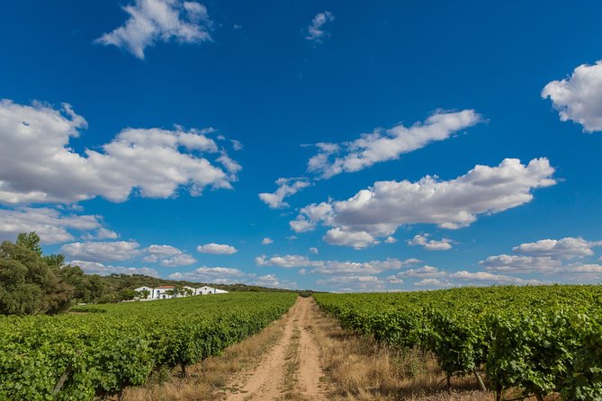 Alentejo Wine Tour From Évora - Reviews and Ratings