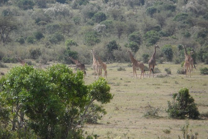 Amboseli National Park Day Tour From Nairobi - Bottled Water and Lunch