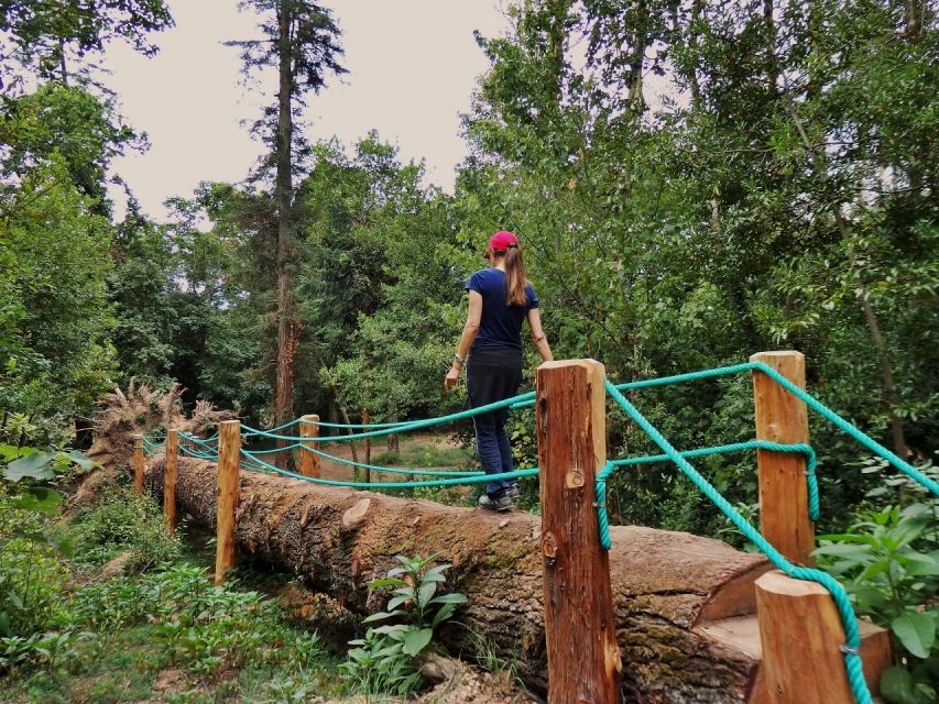 An Adventure Through the Forest and Palace of Bussaco - Coim - Exploring Bussaco National Forest