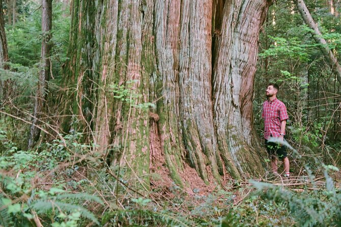 Ancient Trees of Vancouver Walking Tour - Accessibility and Participation