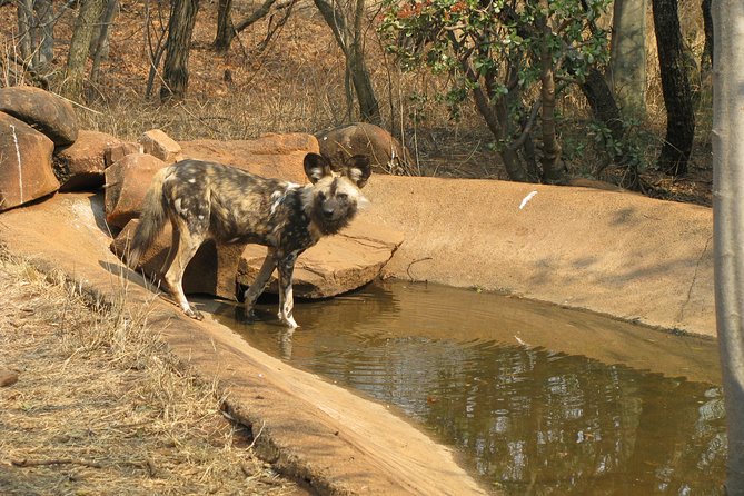 Ann Van Dyk Cheetah Centre Tour From Johannesburg or Pretoria - Exploring the Cheetah Centre