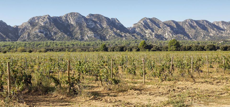 Arles, Saint-Rémy & Les Baux De Provence: Guided Tour - Wine Tasting in Saint Remy