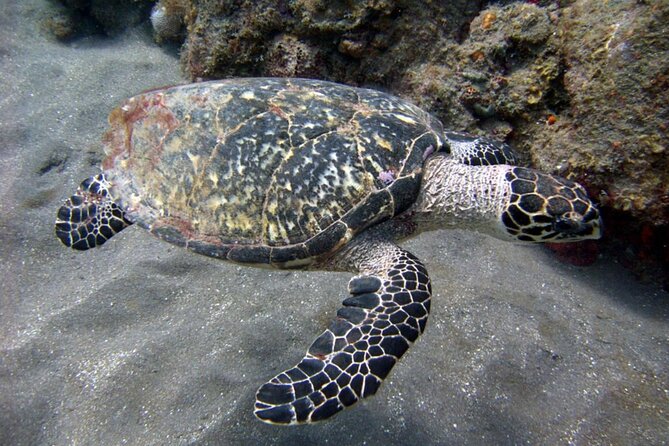 Aruba Snorkeling Tour: Mangel Halto and Baby Beach - Pickup and Meeting Point