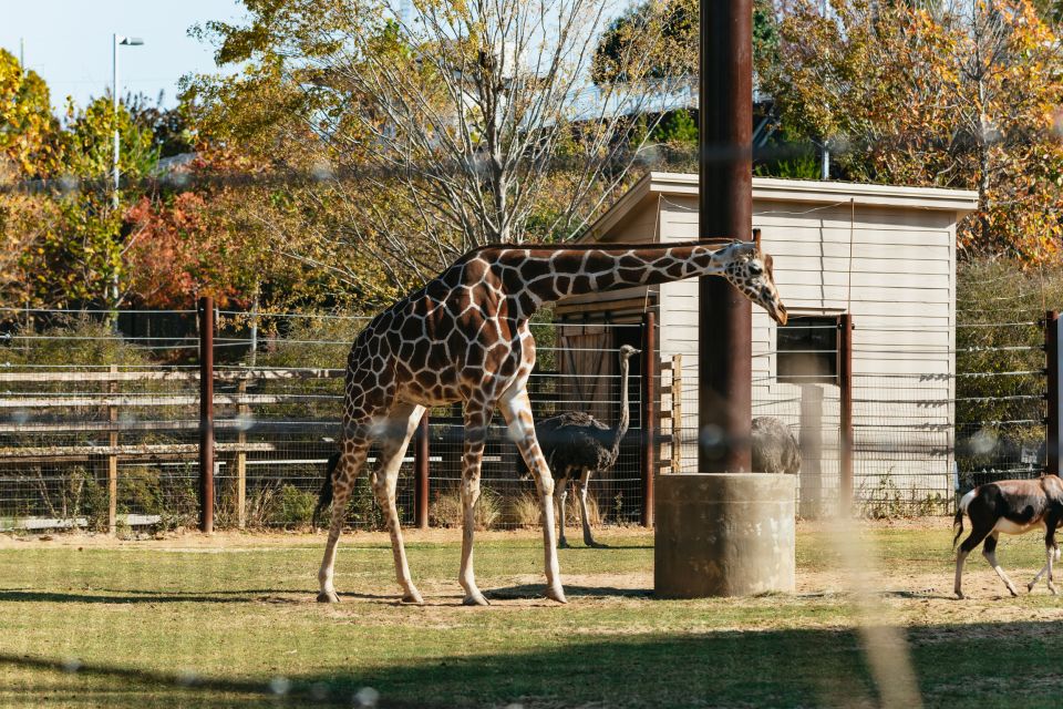 Atlanta: Zoo Atlanta General Admission Ticket - Family-Friendly Activities