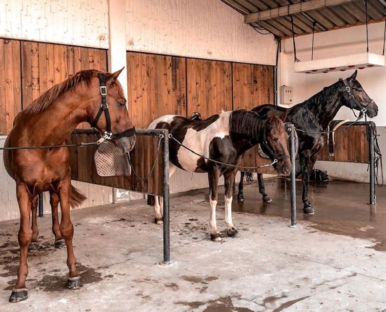 Aveiro: Horseback Riding at a Pedagogical Farm - Inclusions and Restrictions