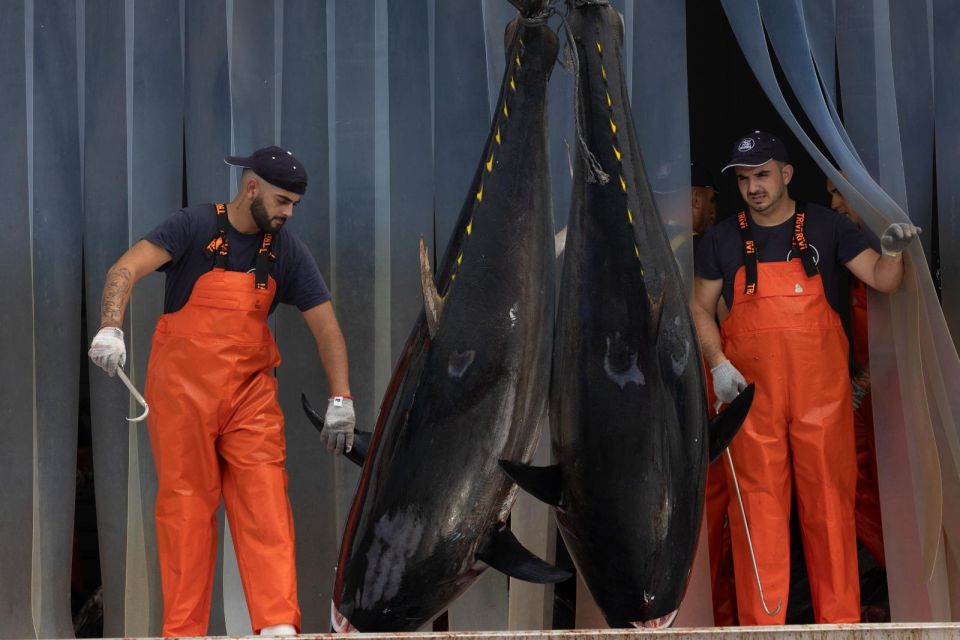 Barbate: Boat Tour to the Almadraba of Conil (Tuna Fishing) - Tuna Fishing Manoeuvre