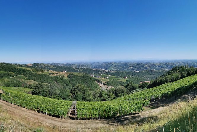 Barolo & Barbaresco Wine Tour With a Local Winemaker - Reviews