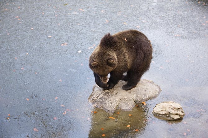 Bearwatching Hiking Day Tour in High Tatras From Poprad - Tour Duration and Difficulty